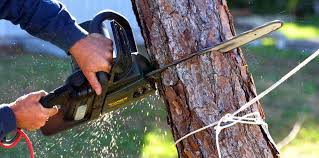 Tree Removal and Landscaping Services